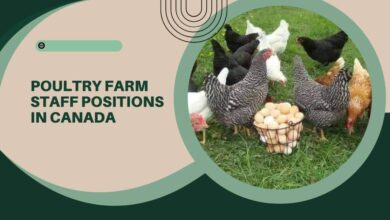 Poultry Farm Staff Positions In Canada – Visa Sponsorship Available