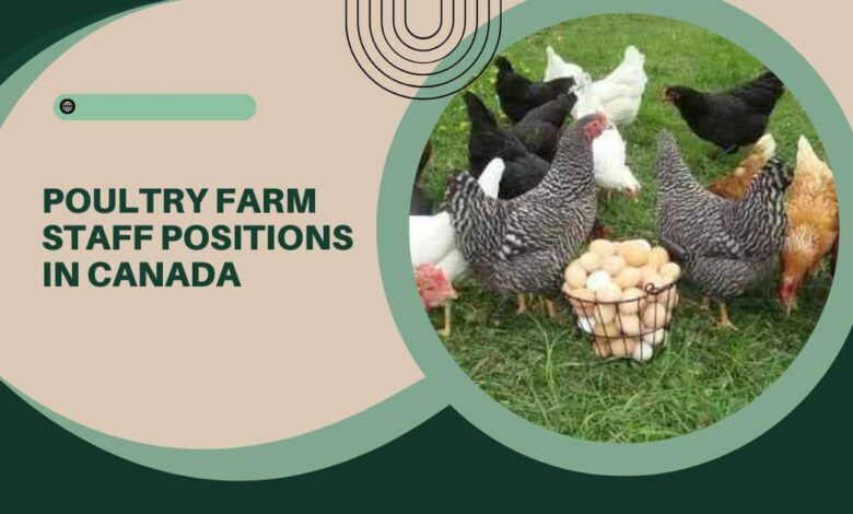Poultry Farm Staff Positions In Canada – Visa Sponsorship Available