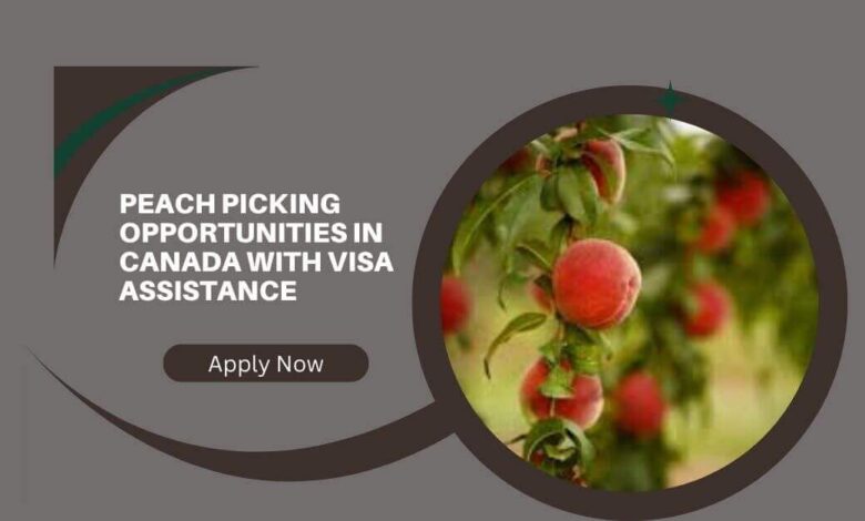 Peach Picking Opportunities In Canada With Visa Assistance