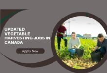 Updated Vegetable Harvesting Jobs In Canada