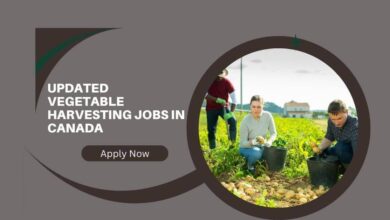 Updated Vegetable Harvesting Jobs In Canada