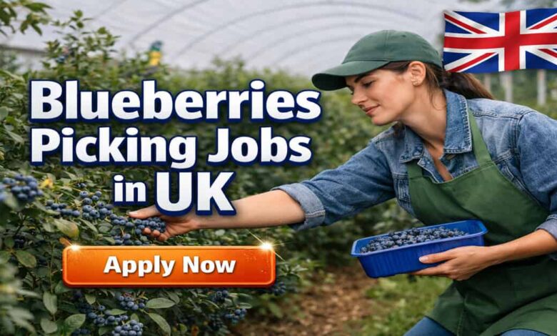 Blueberries Picking Jobs in UK