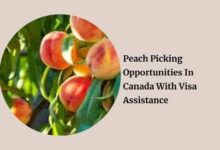 Peach Picking Opportunities In Canada With Visa Assistance