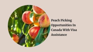 Peach Picking Opportunities In Canada With Visa Assistance