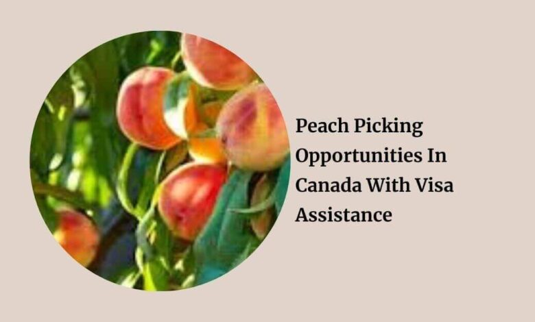 Peach Picking Opportunities In Canada With Visa Assistance