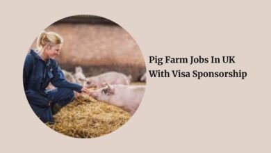 Pig Farm Jobs In UK With Visa Sponsorship