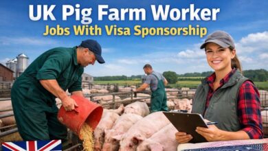 UK Pig Farm Worker Jobs With Visa Sponsorship