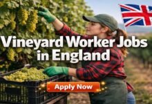 Vineyard Worker Jobs in England