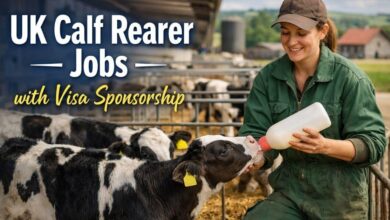 UK Calf Rearer Jobs with Visa Sponsorship