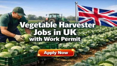Vegetable Harvester Jobs in UK with Work Permit