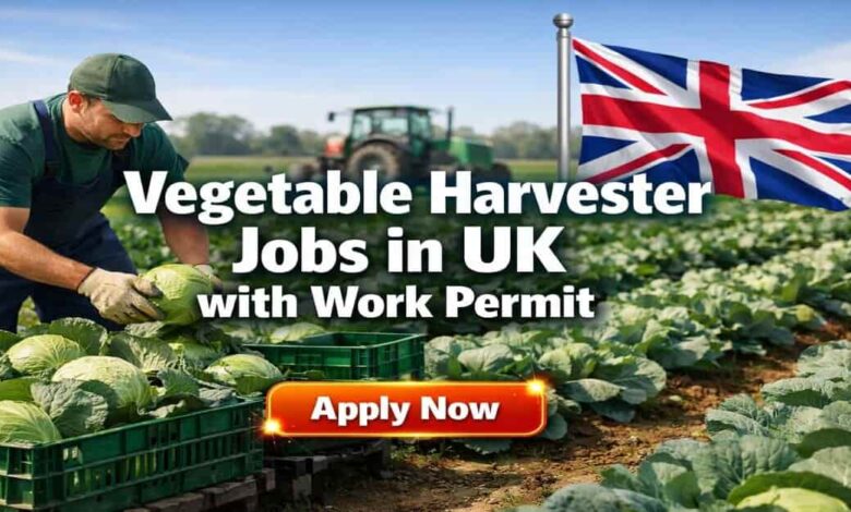 Vegetable Harvester Jobs in UK with Work Permit