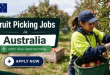 Fruit Picking Jobs in Australia with Visa Sponsorship